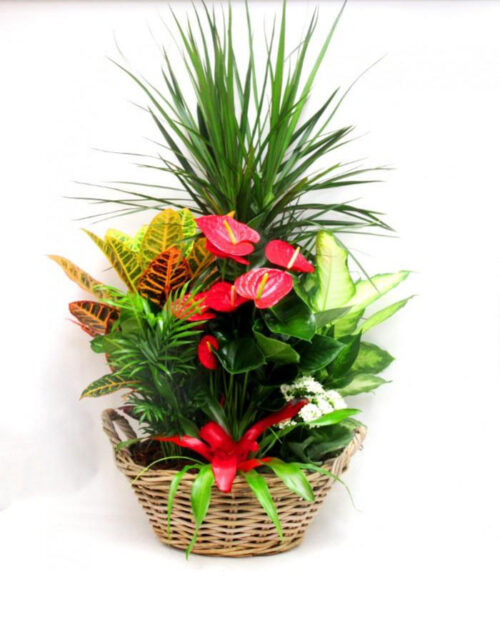 cesta de plantas eleccion florista